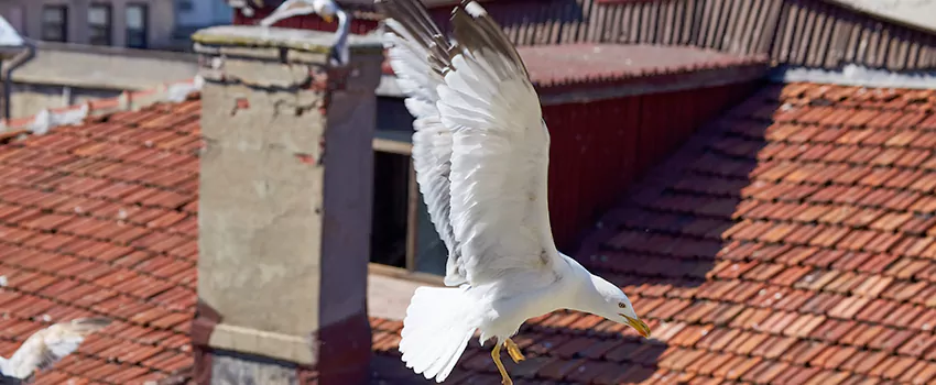 Residential Chimney Animal Removal Solution in Troy, MI