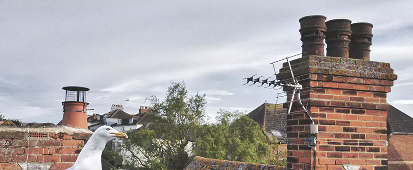 Chimney Cleaning And Restoration in Troy, Michigan